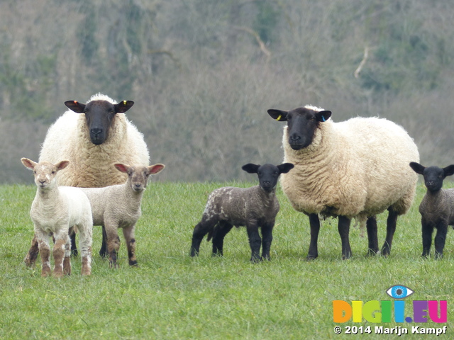 FZ004286 Sheep and lambs in field